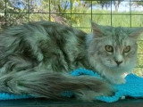 Chaton Maine Coon mâle bleu silver mackerel et blanc non LOOF à vendre