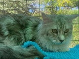 Chaton Maine Coon mâle bleu silver mackerel et blanc non LOOF à vendre