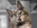 Chaton femelle Maine Coon polydactyle bleue LOOF de février 2026 à réserver