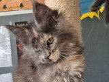 Chaton femelle Maine Coon polydactyle bleue LOOF de février 2026 à réserver