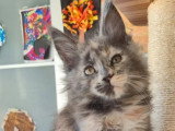 Chaton femelle Maine Coon polydactyle bleue LOOF de février 2026 à réserver
