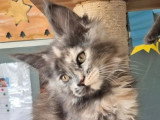 Chaton femelle Maine Coon polydactyle bleue LOOF de février 2026 à réserver