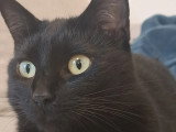 En attente d'adoption : chatte noire de 3 ans