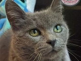 À la recherche d'une famille : chatte grise de 15 ans