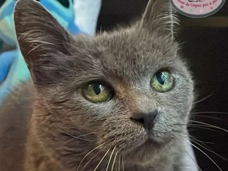 À la recherche d'une famille : chatte grise de 15 ans