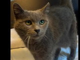 À la recherche d'une famille : chatte grise de 15 ans