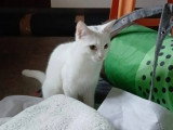 Adoption disponible : chaton femelle blanc de 9 mois
