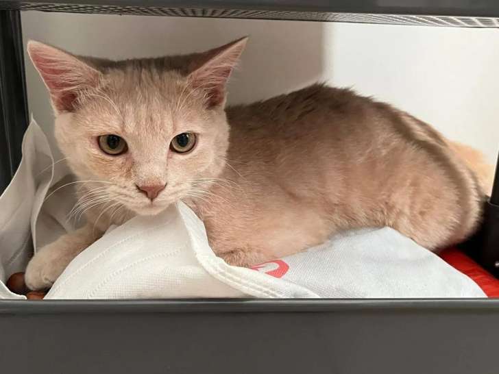 À accueillir : chaton mâle roux de 6 mois