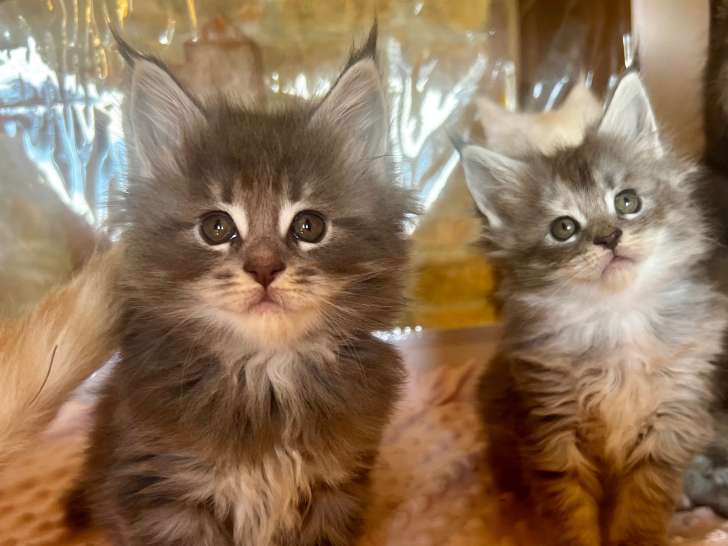 Magnifiques chatons Maine Coon LOOF