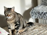 En attente d'un foyer : chatte tigrée de 2 ans