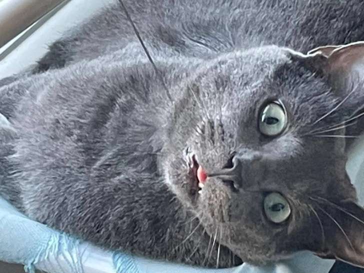 En quête d'un foyer : chat gris de 4 ans