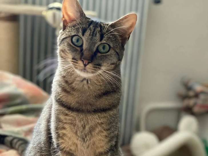 À la recherche d'une famille : chatte tigrée d'un an