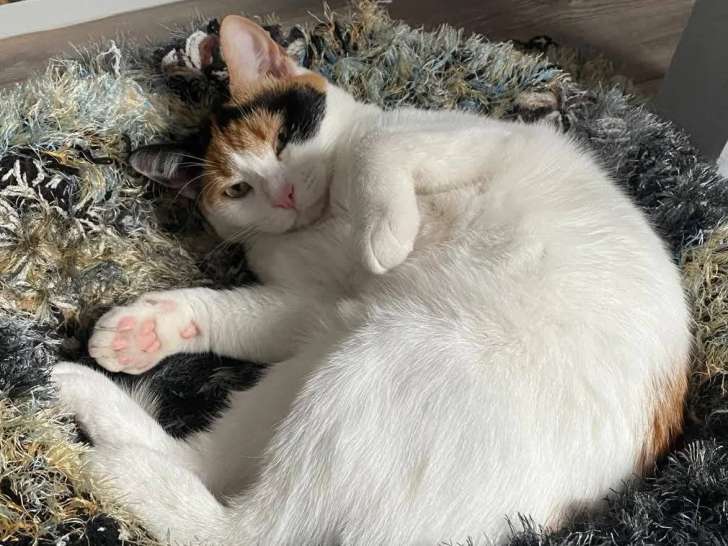 Disponible à l'adoption : chatte tricolore d'un an