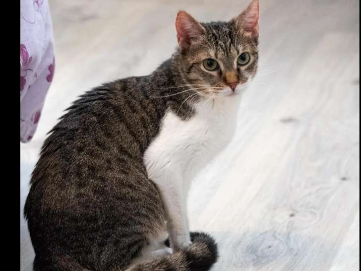 En quête d'un foyer : chaton femelle de 10 mois