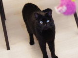 Disponible à l'adoption : chatte au pelage noir de 2 ans