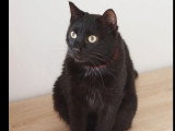 Prêt pour l'adoption : chat noir de 4 ans