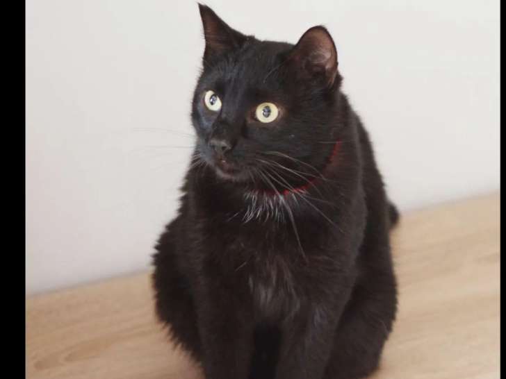 Prêt pour l'adoption : chat noir de 4 ans