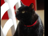 Prêt pour l'adoption : chat noir de 4 ans