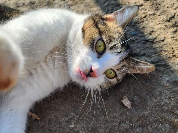 À accueillir : chatte au pelage tigré blanc de 5 ans