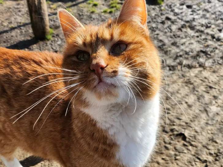 En attente d'adoption : chat roux et blanc de 5 ans