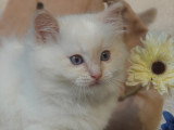 Sublimes chatons Ragdoll LOOF à vendre