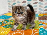 5 chatons Exotic Shorthair LOOF nés en mars 2026 à réserver