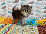 5 chatons Exotic Shorthair LOOF nés en mars 2026 à réserver