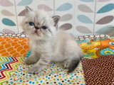 5 chatons Exotic Shorthair LOOF nés en mars 2026 à réserver
