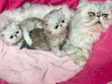 Deux chatons Persan femelles silver shaded LOOF de mars 2026 à réserver