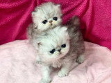 Deux chatons Persan femelles silver shaded LOOF de mars 2026 à réserver