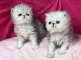 Deux chatons Persan femelles silver shaded LOOF de mars 2026 à réserver