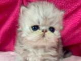 Deux chatons Persan femelles silver shaded LOOF de mars 2026 à réserver