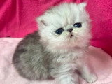 Deux chatons Persan femelles silver shaded LOOF de mars 2026 à réserver