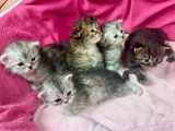 5 chatons British Longhair non LOOF à réserver, nés en avril 2026