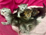 5 chatons British Longhair non LOOF à réserver, nés en avril 2026