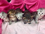 5 chatons British Longhair non LOOF à réserver, nés en avril 2026