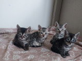 Chatons Bengal à vendre (2 femelles & 2 mâles)
