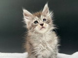 Chatons mâles Maine coon LOOF polydactyles à vendre