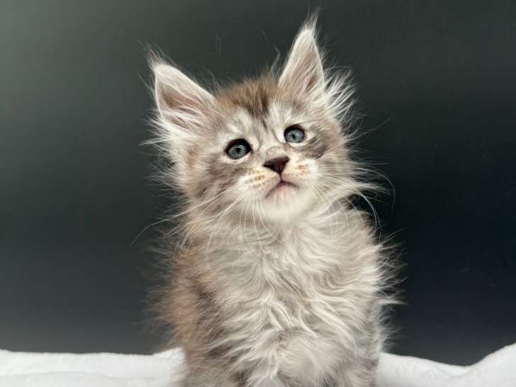 Chatons mâles Maine coon LOOF polydactyles à vendre