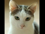 Adoption disponible : chatte au pelage tigré blanc de 2 ans