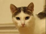 Adoption disponible : chatte au pelage tigré blanc de 2 ans