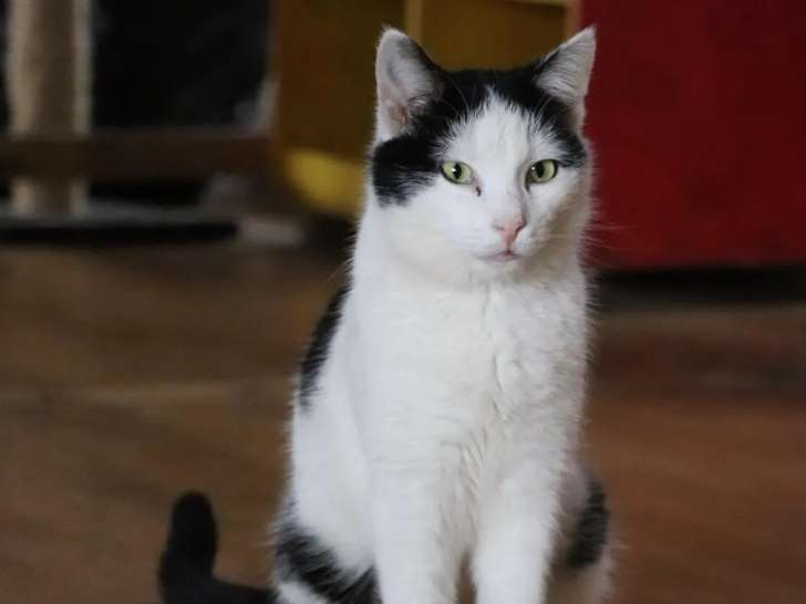 En attente d'un foyer : chat blanc et noir d'un an
