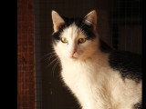 En attente d'un foyer : chat blanc et noir d'un an