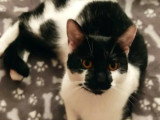 À la recherche d'une famille : chaton femelle noir et blanc de 11 mois