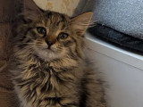 Adoption disponible : chaton femelle Bobtail Américain bringé de 2 mois
