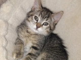 En quête d'un foyer : chaton femelle de 2 mois