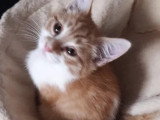 À accueillir : chaton mâle roux et blanc de 2 mois