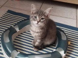 Prête pour l'adoption : chaton femelle tigré gris de 2 mois