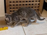 Prête pour l'adoption : chaton femelle tigré gris de 2 mois