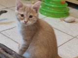 À adopter : chaton mâle crème de 2 mois